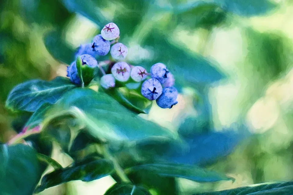 bosbessen jill wellington pixabay