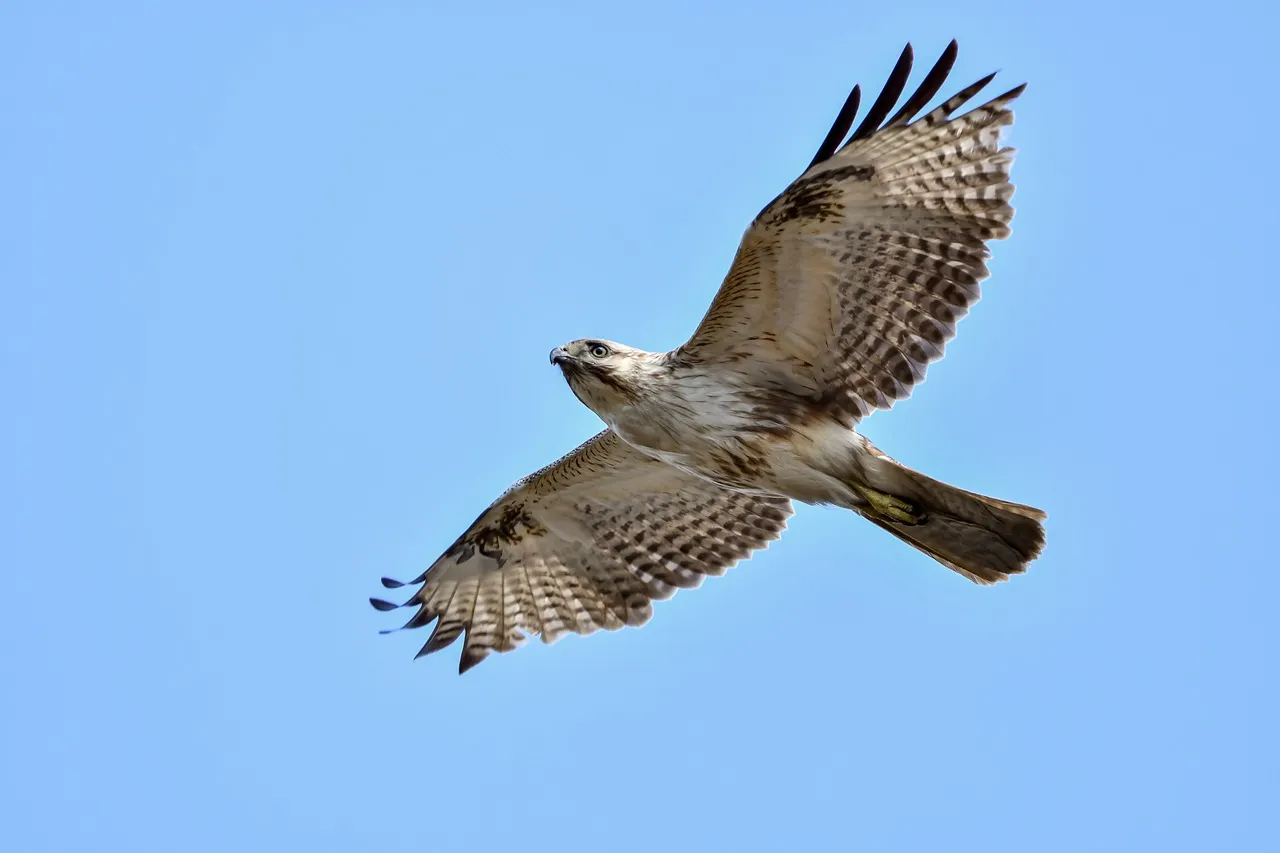 buizerd johnnypx pixabay