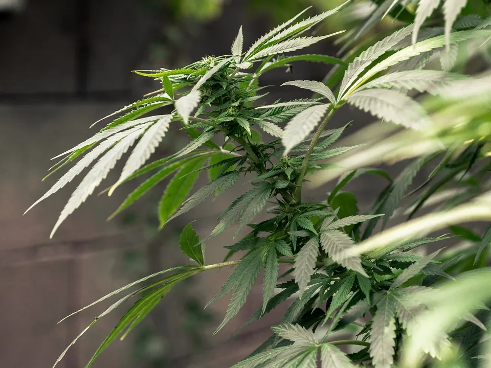cannabis 7traysmarketing pixabay