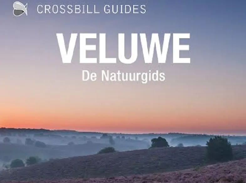 crossbill top