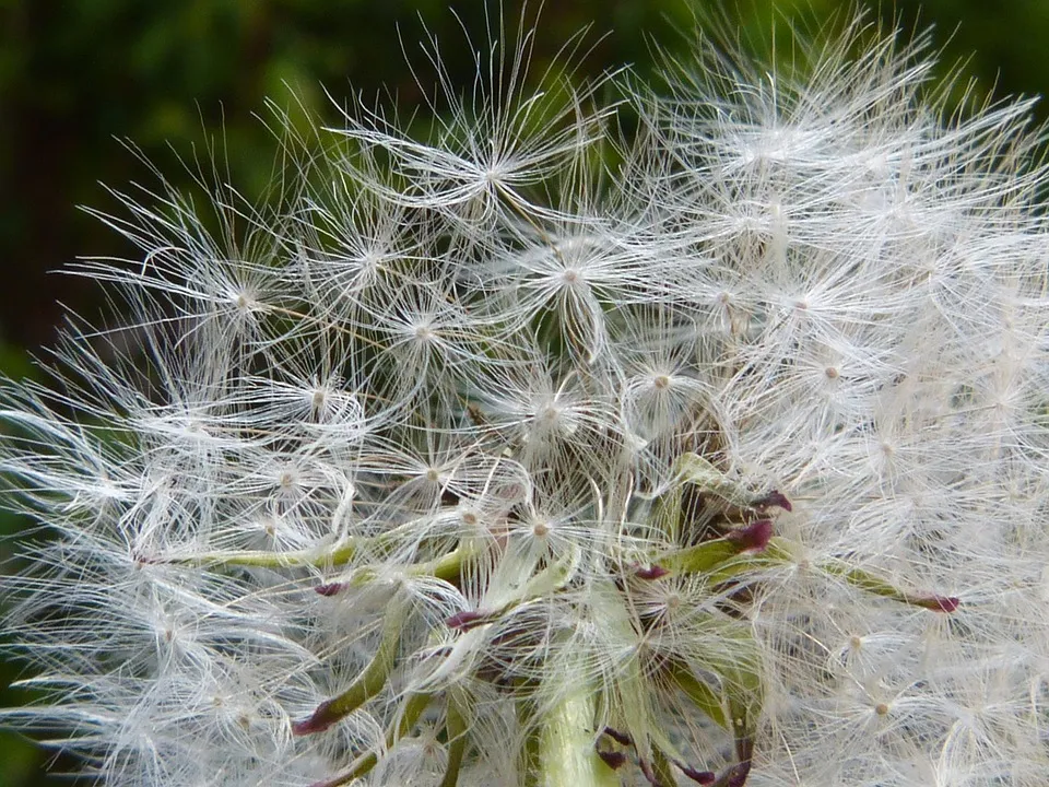 dandelion tintenfieber pixabay