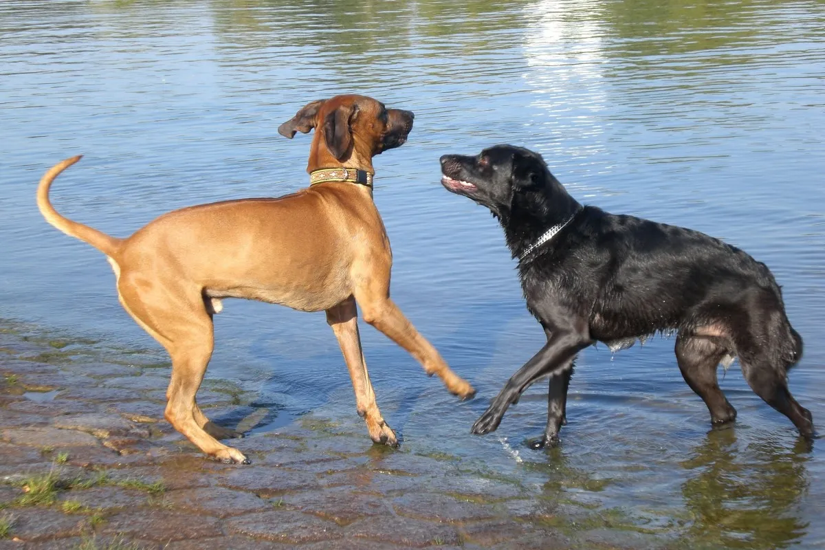 dogs water play pexels