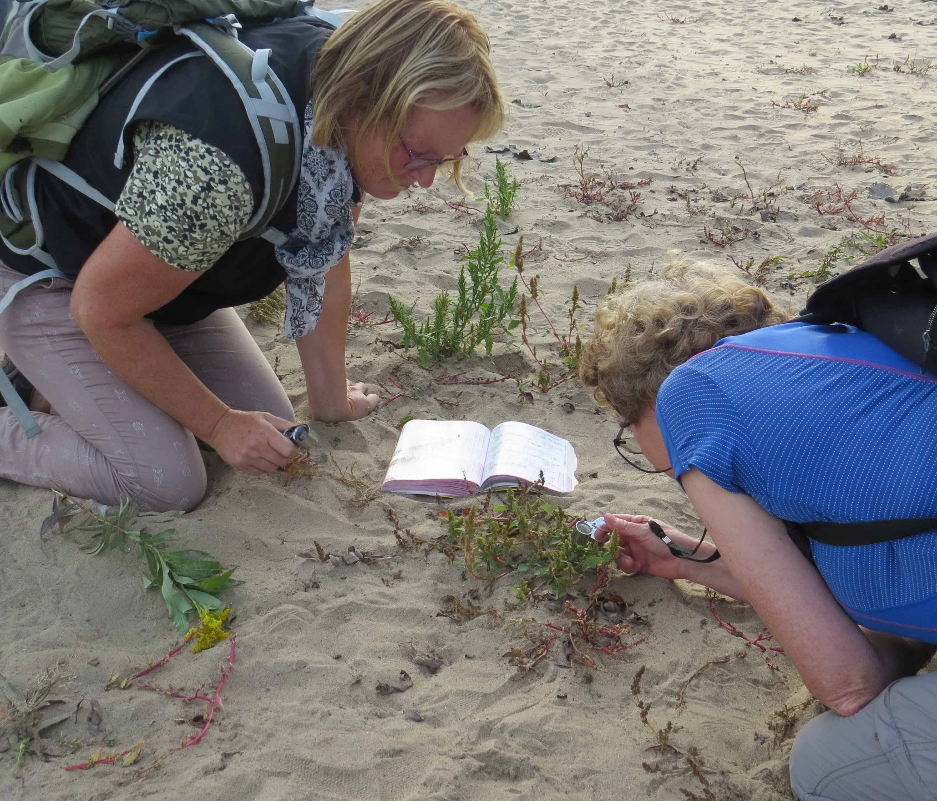 foto wil wamelink wildeplantencursus 2023