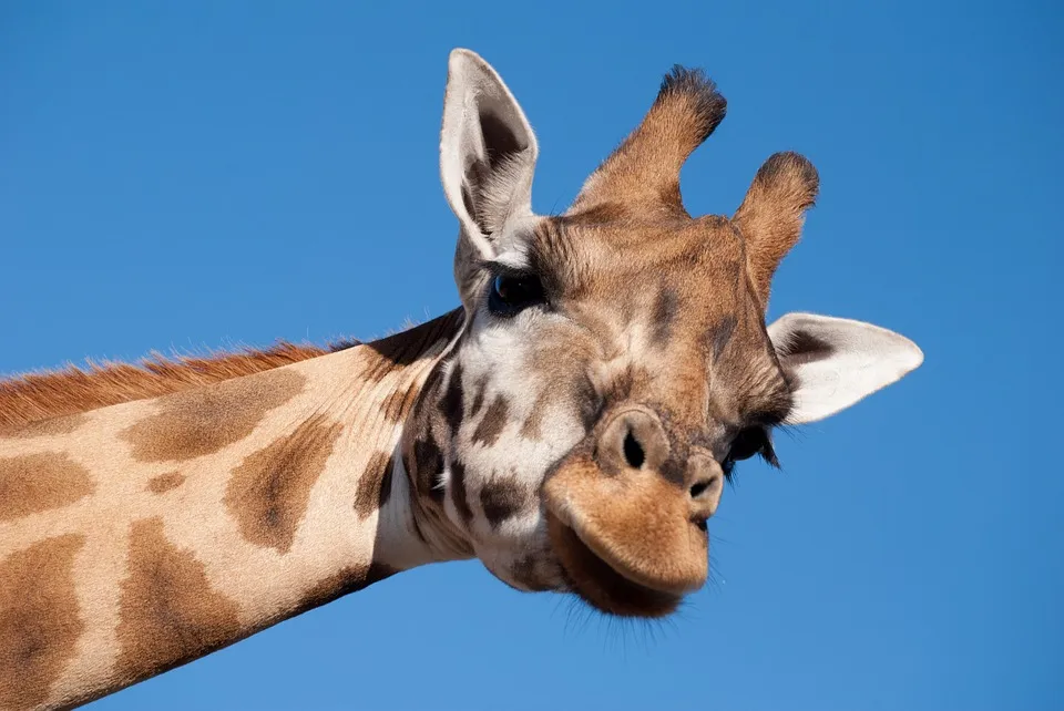 giraffe mvdsande pixabay