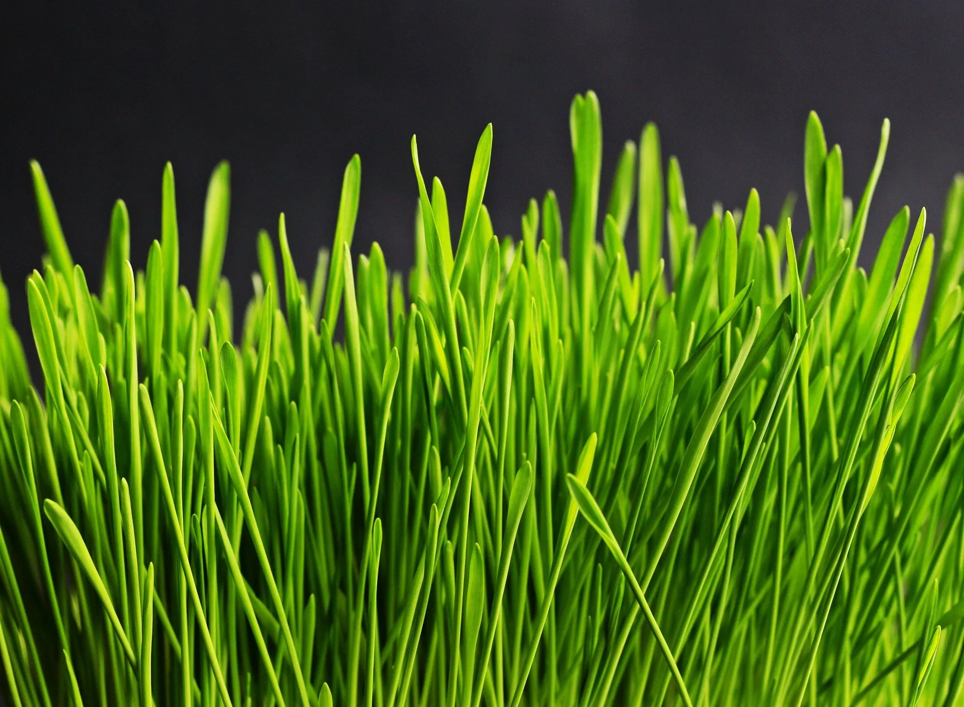 gras holger langmaier pixabay