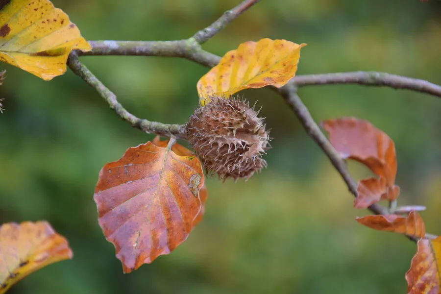 herfst fotograaf floor ten brink