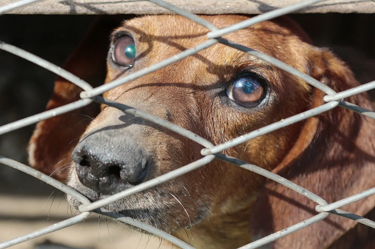 hond kooi timur85 piaxabay