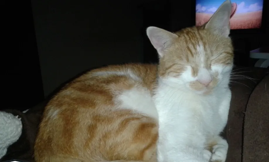 kater guus top