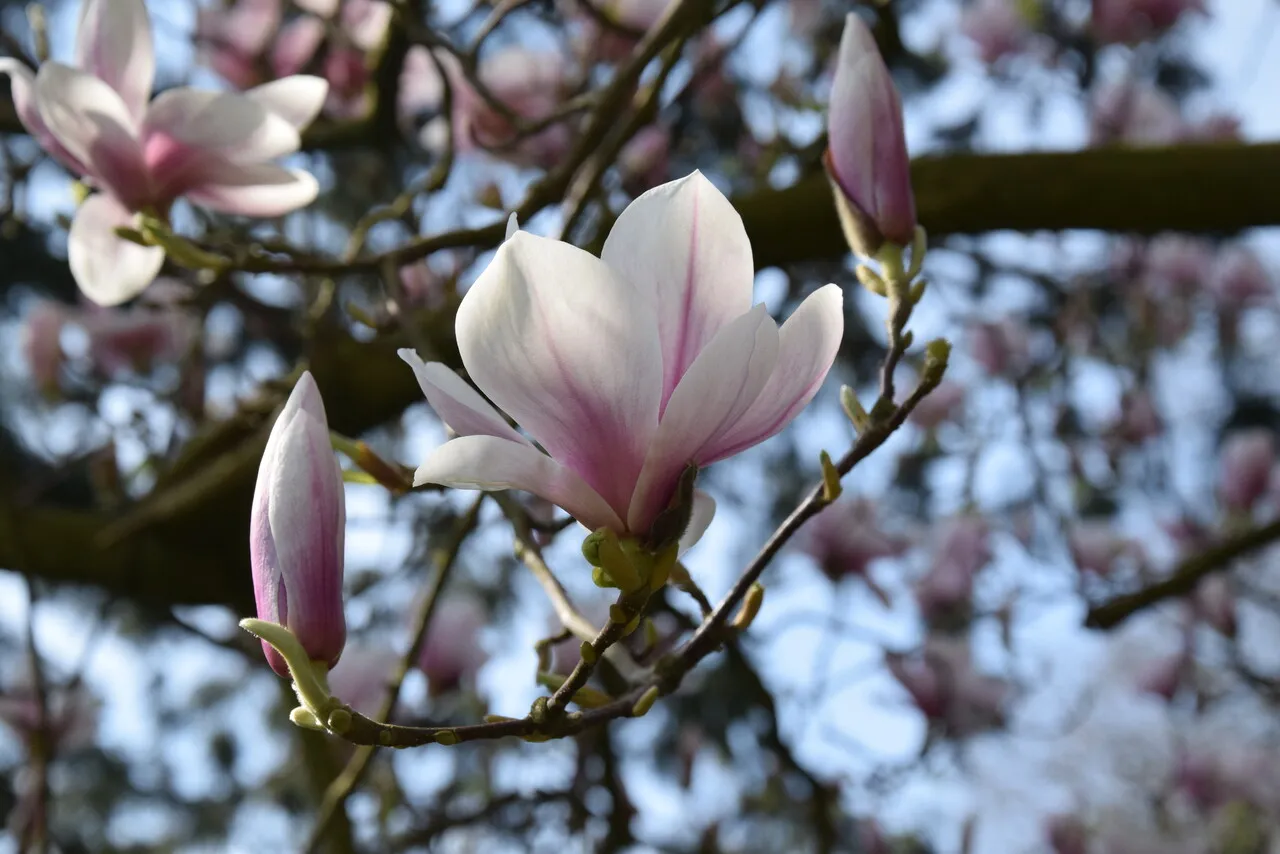 kinderwandeling landgoed oorsprong lente magnolia foto floor ten brink