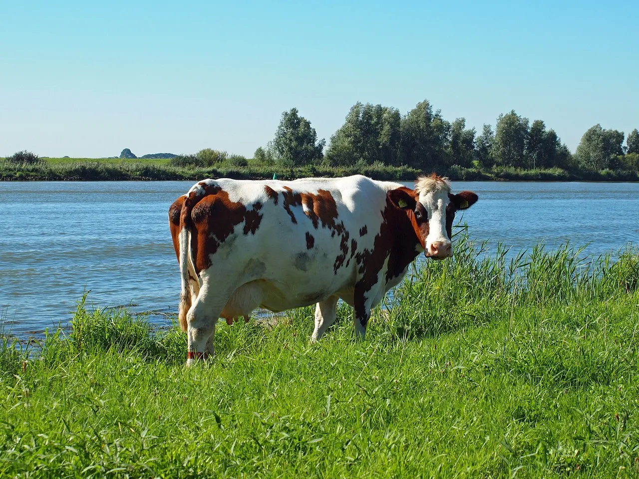 koe bij de rivier abeijeman pixabay