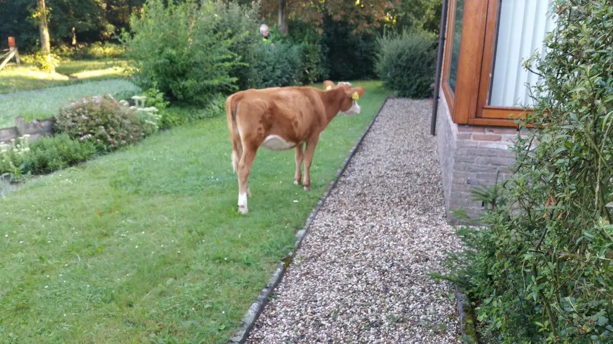 koe in tuin piet enklaar