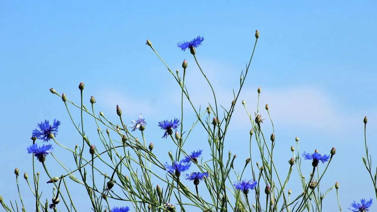 Schone lucht van is levensbelang