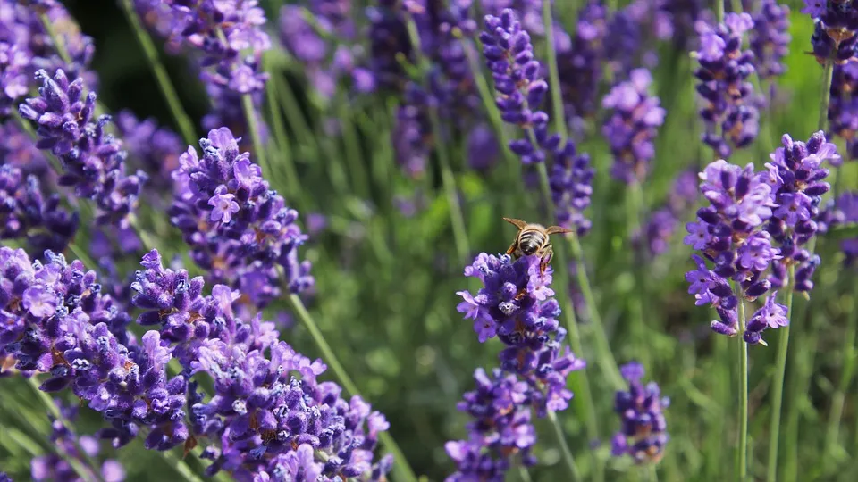 lavendel pasja1000 pixabay