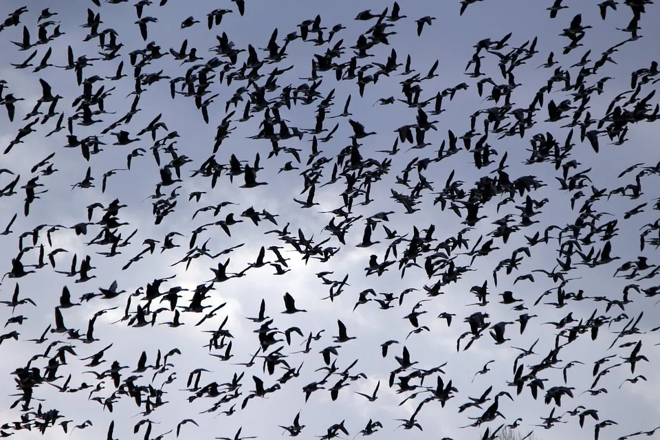 opvliegende vogels rihaij pixabay