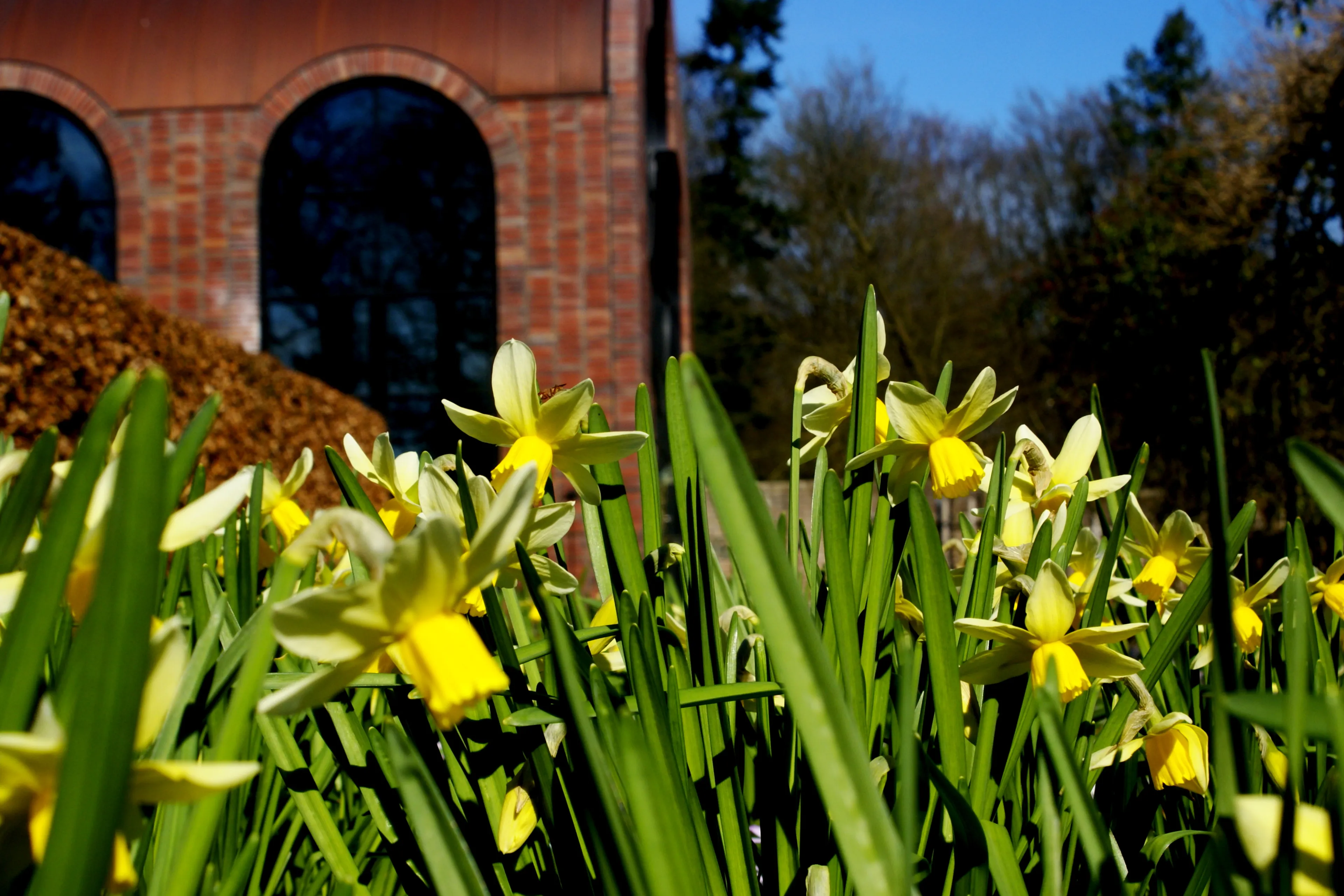 oranjerie met narcissen