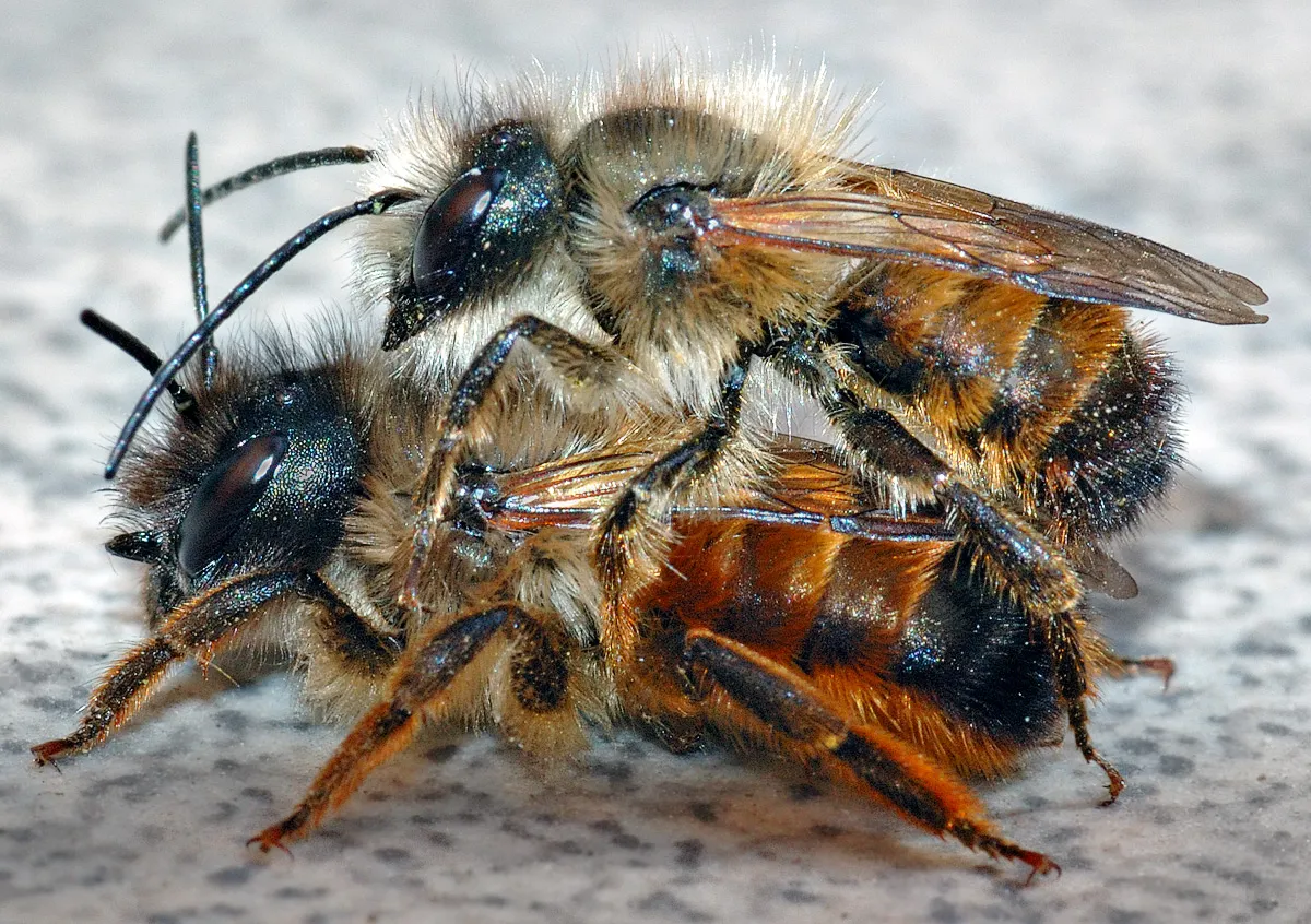 osmia rufa couple aka rosse metselbij andr karwath wikimedia cc by sa 25