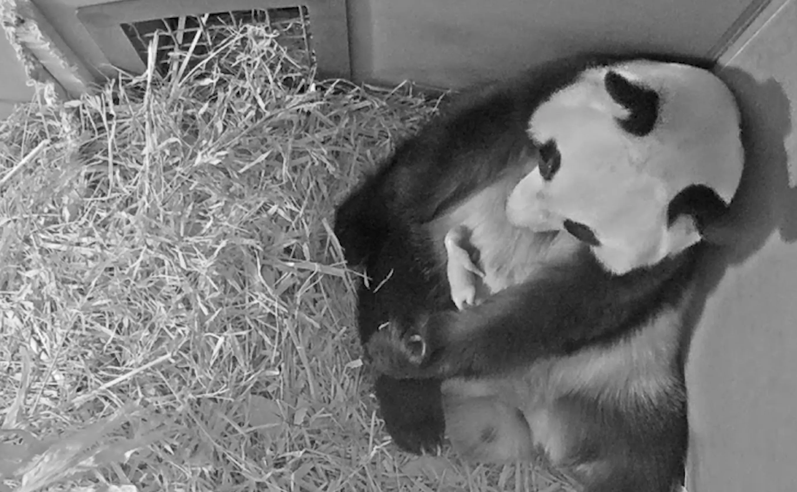 panda cub may 2020