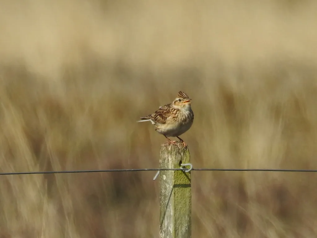 Werkzaamheden Wolfheze voor betere balans tussen natuur en recreatie
