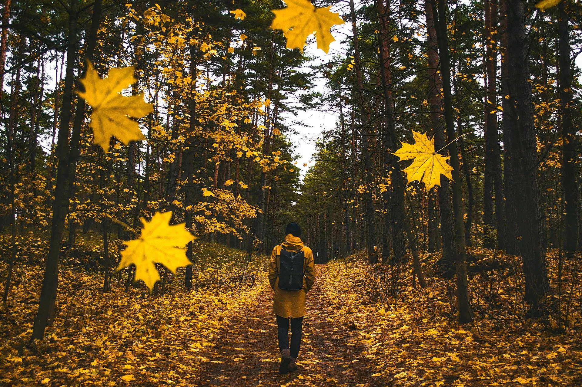 wandelen herfst david mark pixabay