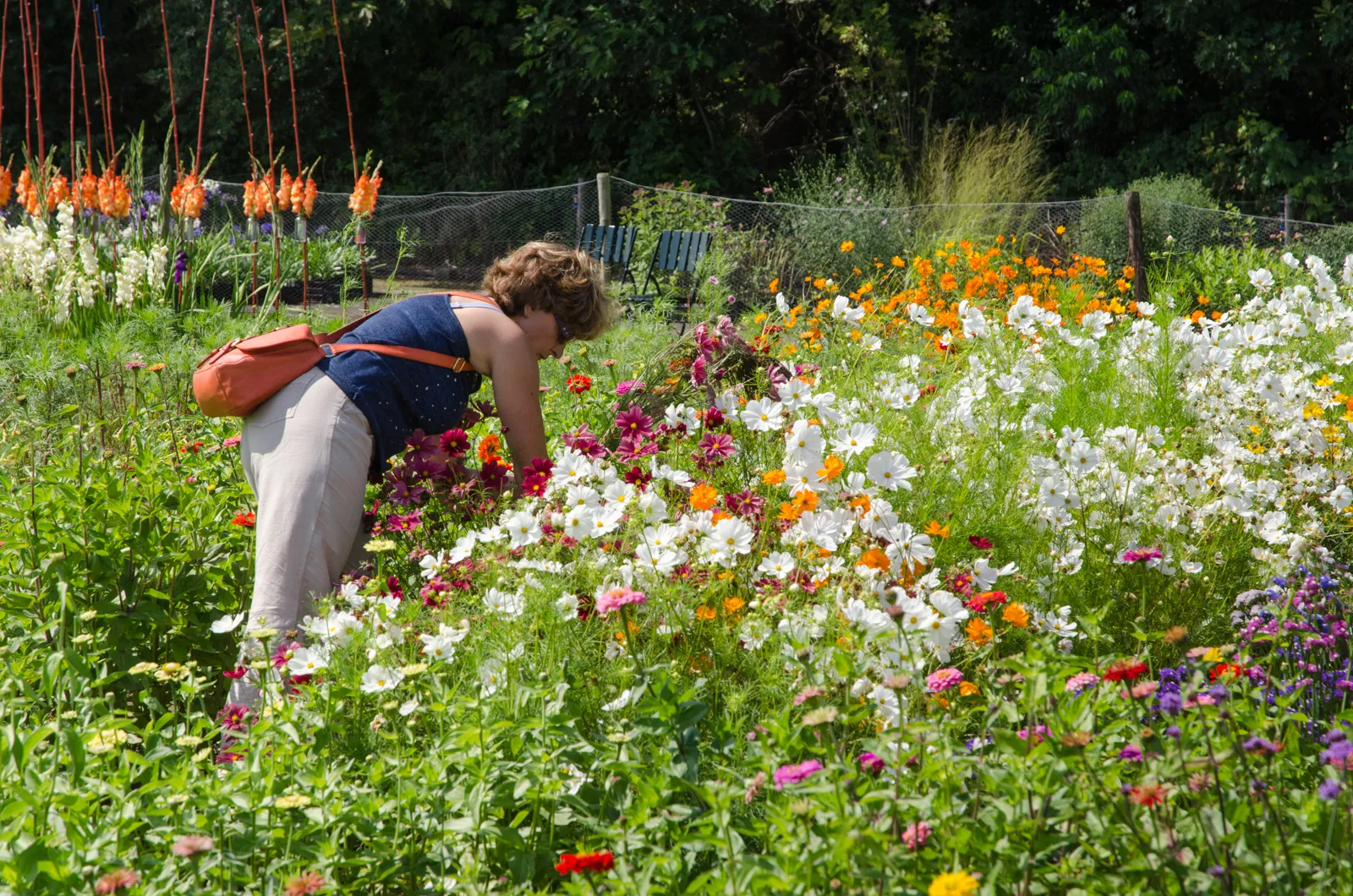 zomerbloemen festijn theo van liempt