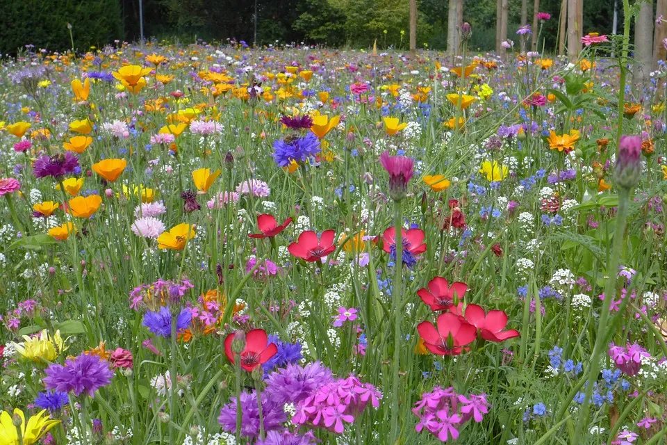 zomerbloemen rikkest pixabay