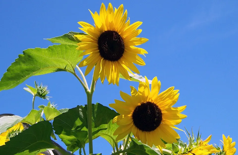 zonnebloemen pdp pixabay