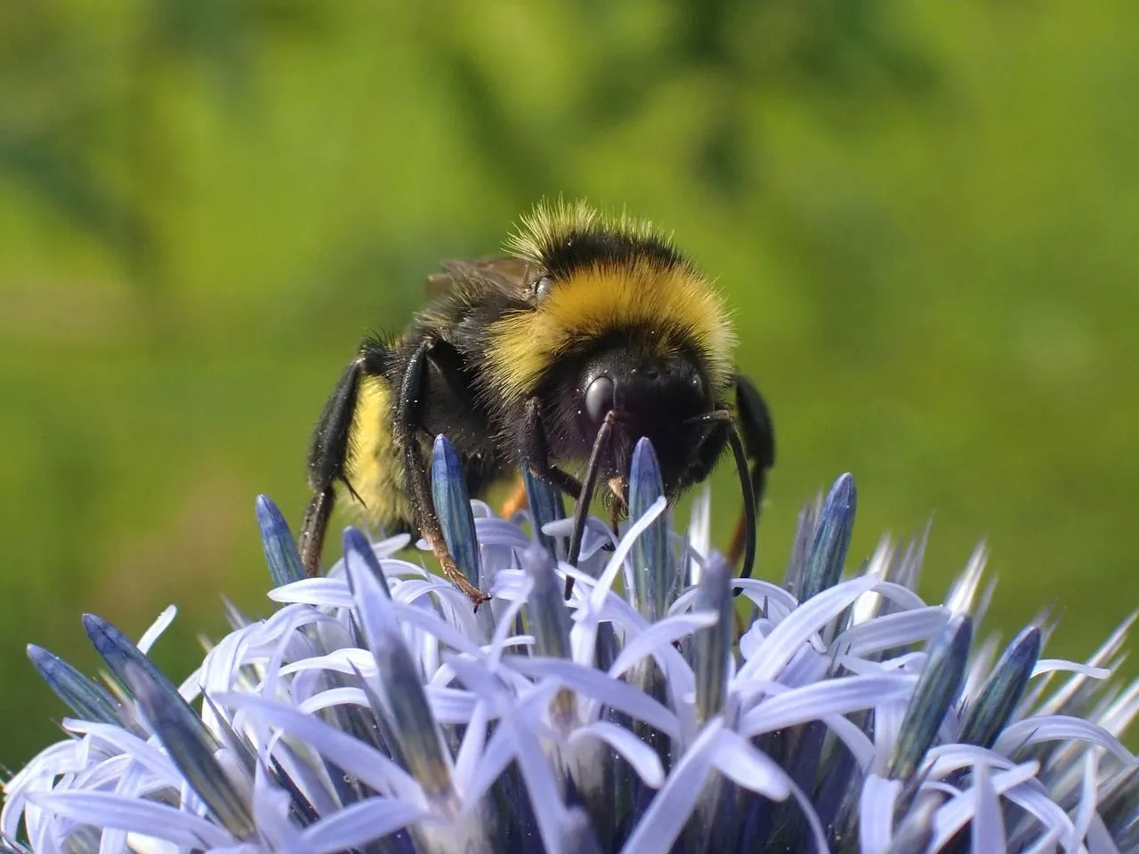 hommel annemarievandam23 via pixabay