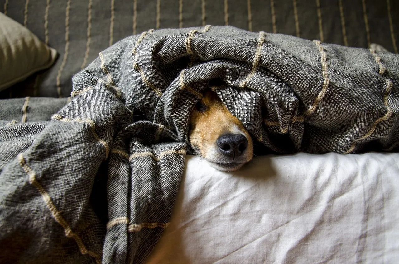 hond bang falellorente op pixabay