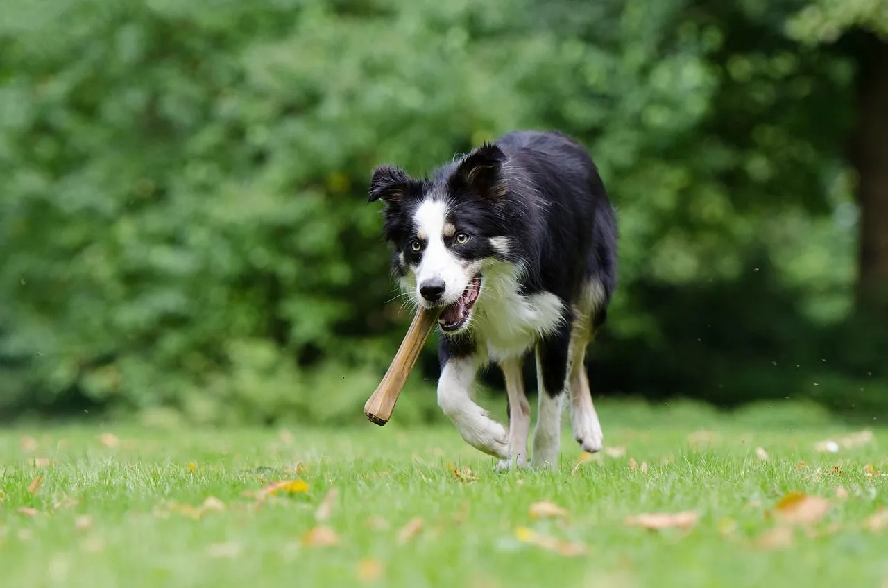 hond met bot pixabay