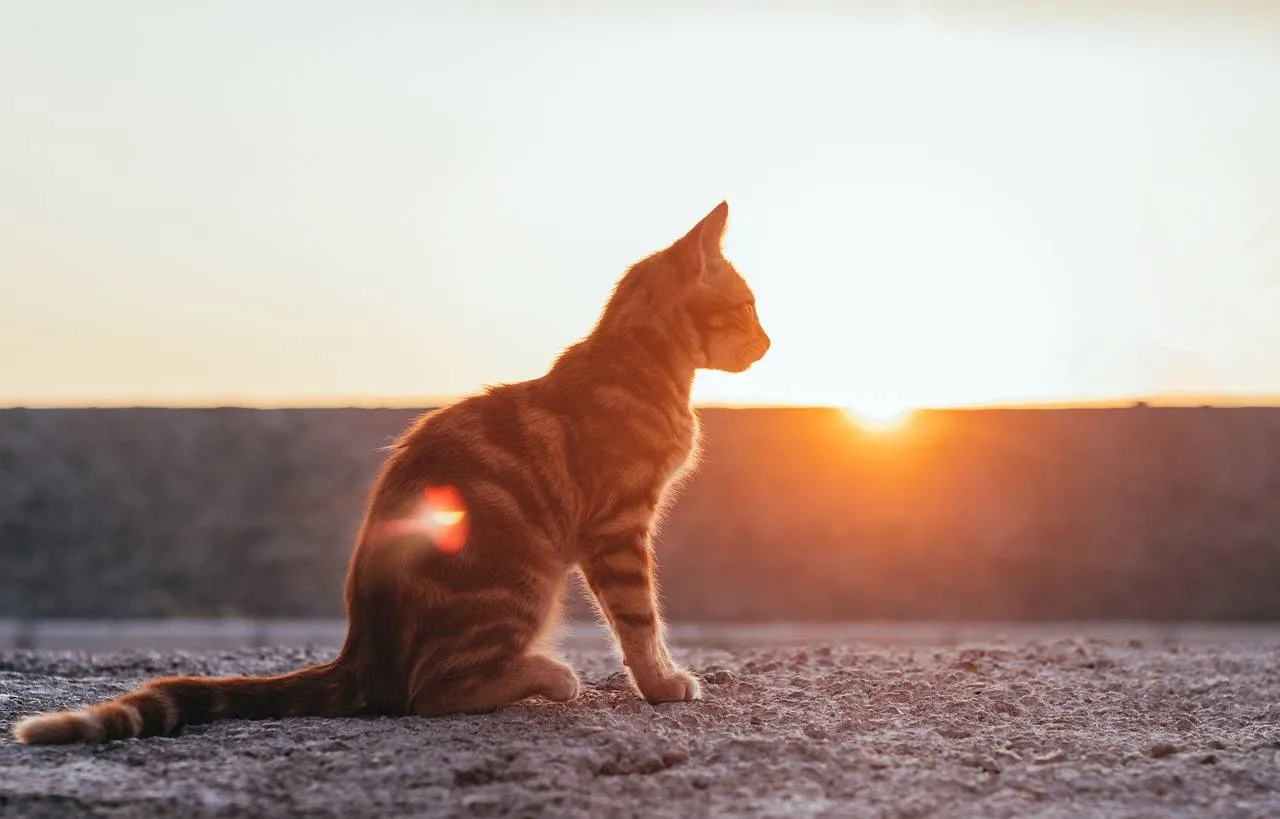zonsondergang met kat kucukgulberkan pixabay