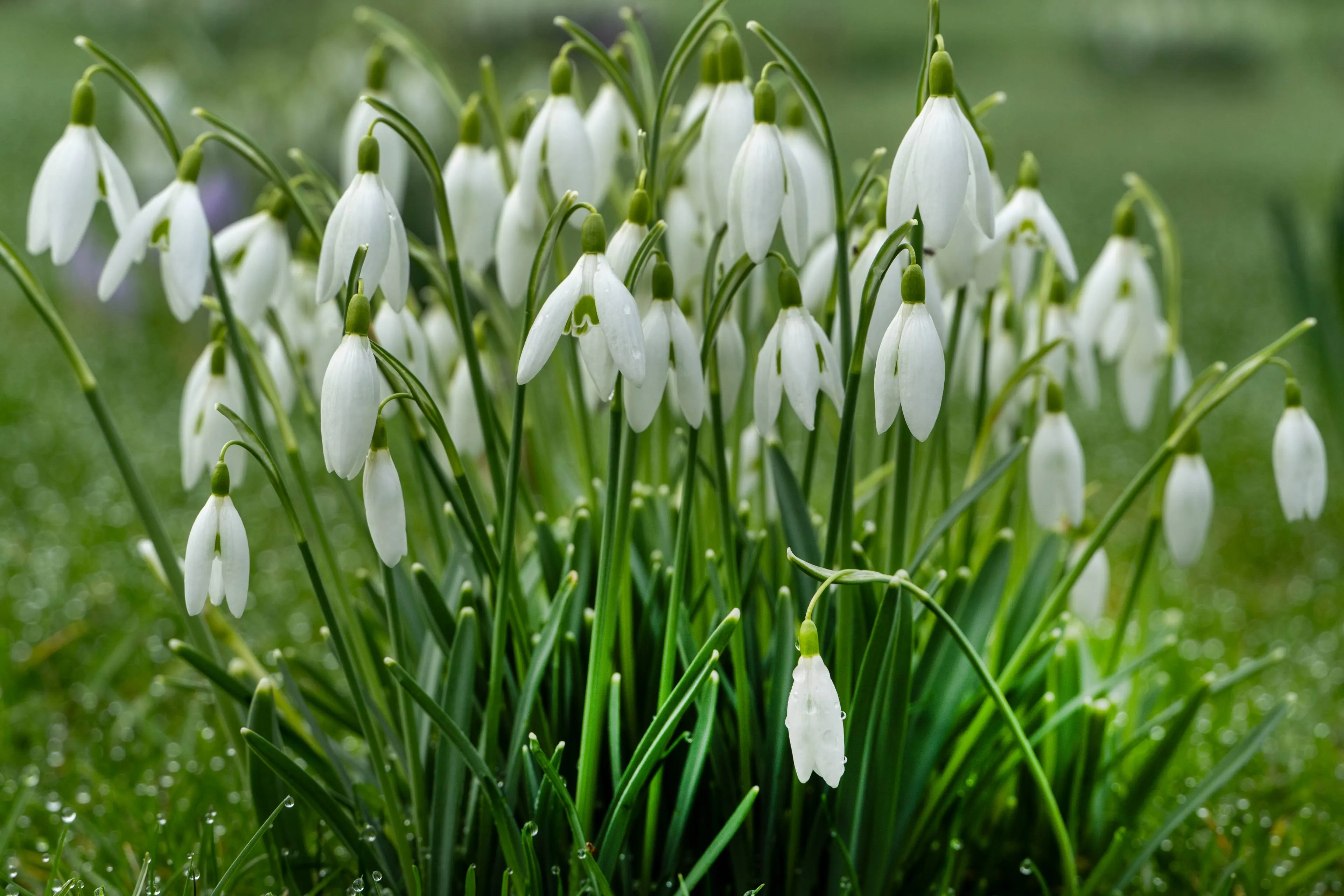Galanthus-0108
