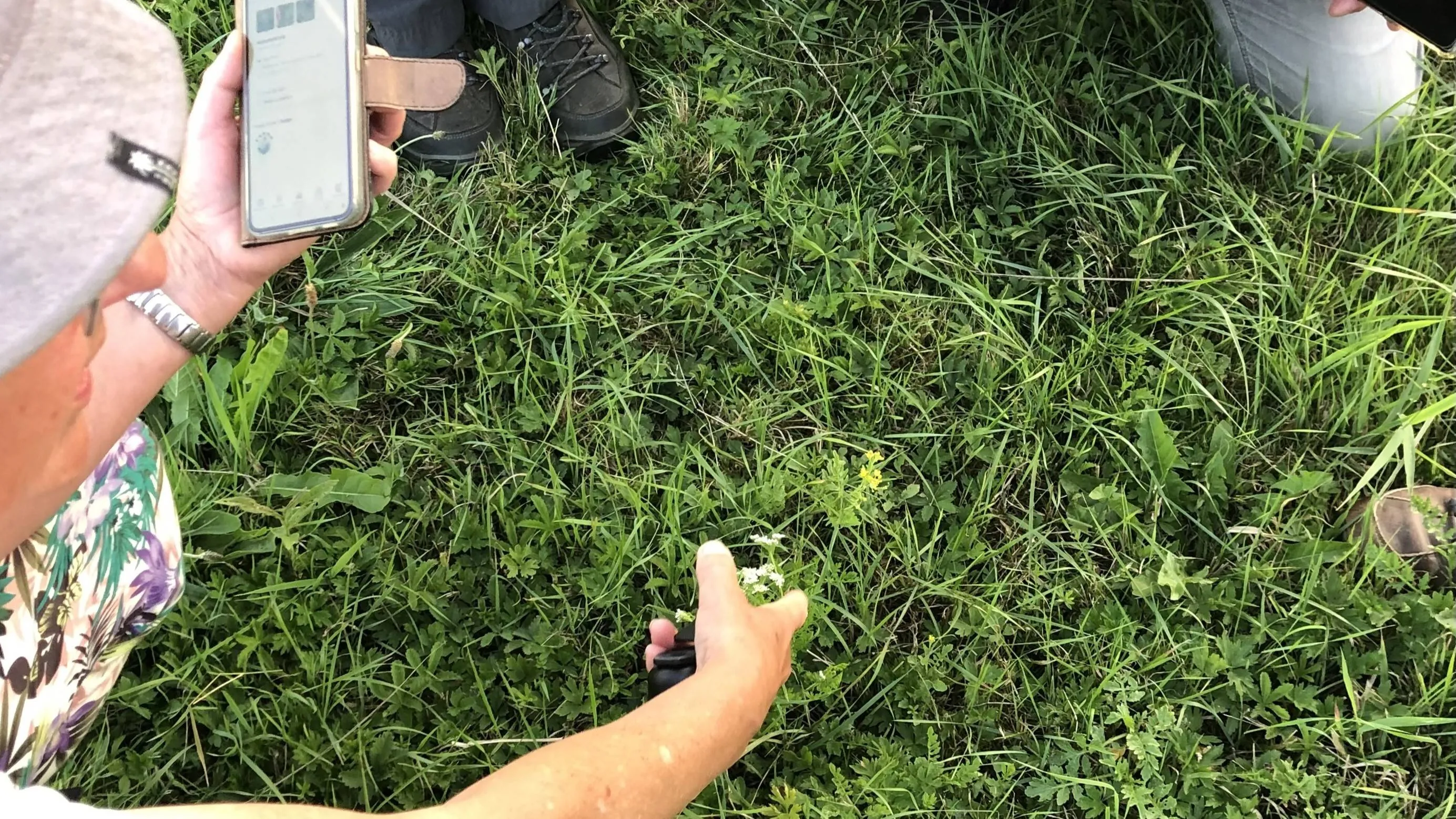 Foto Wilde Plantencursus _ Welke plant is dat