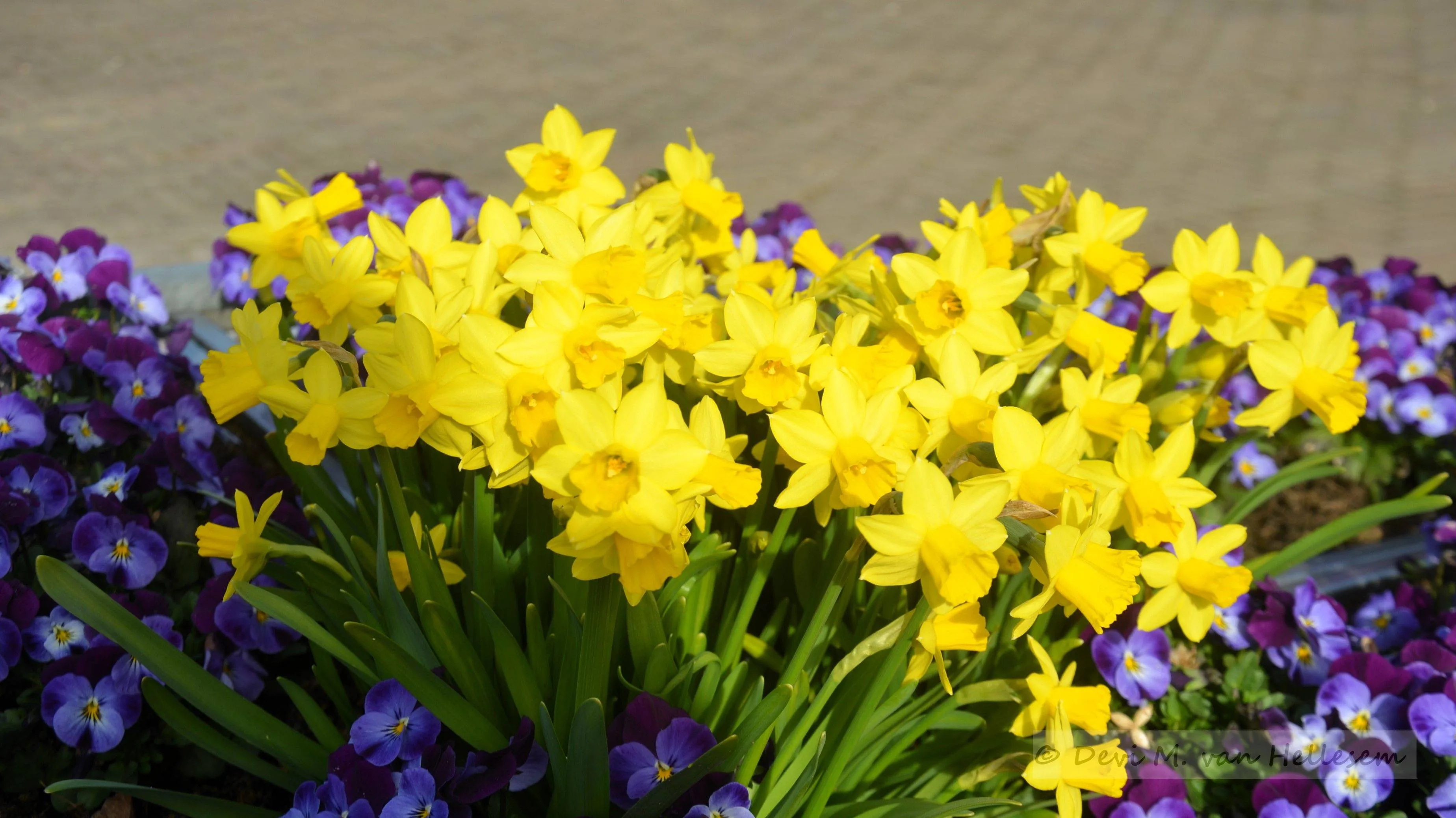 Narcissen, voorjaar (1)