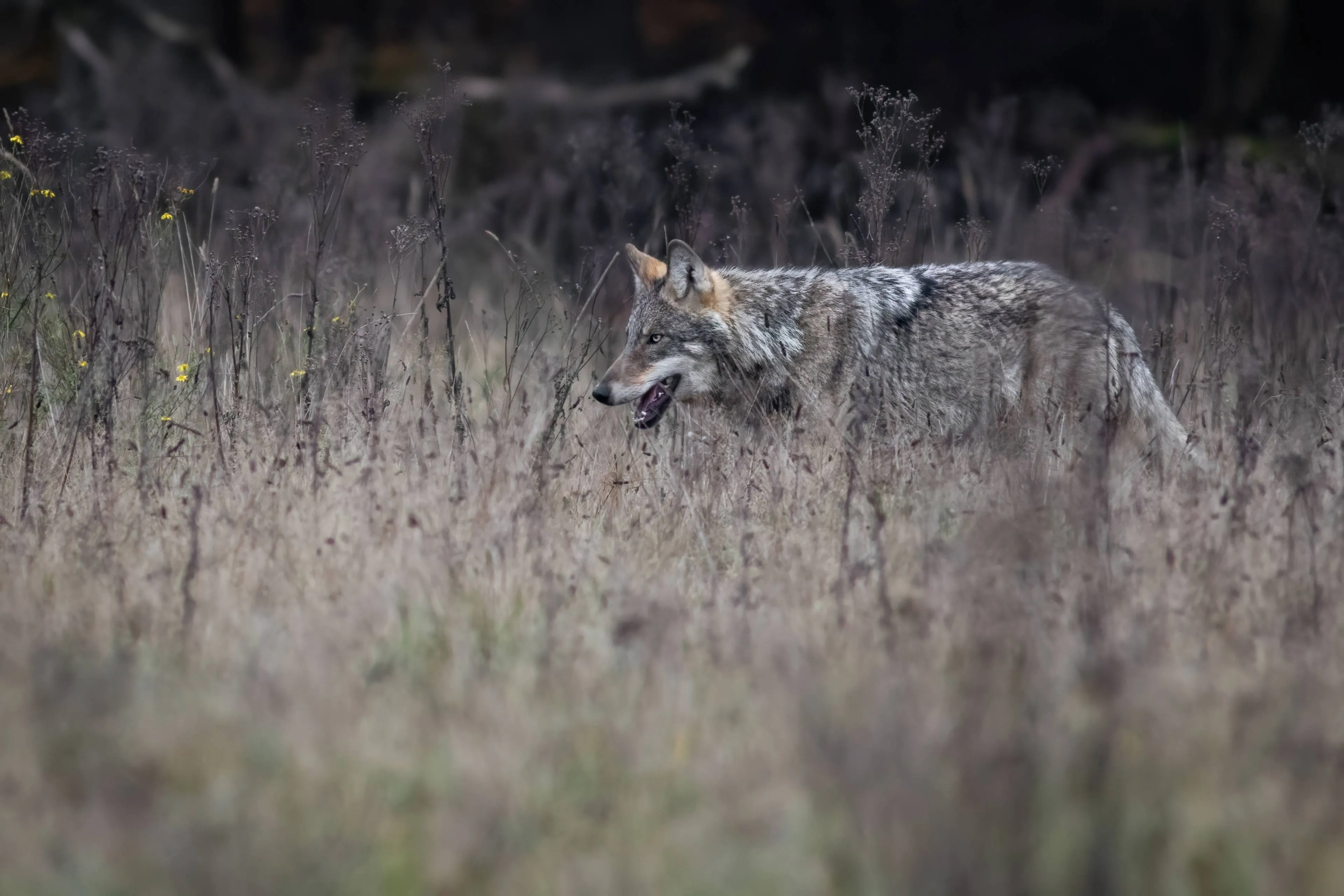 Wolf Jefta - foto M.G.Lemans