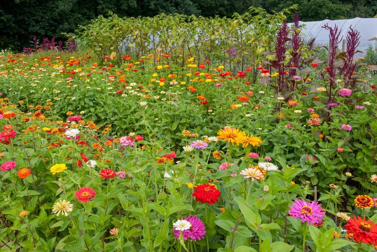 zomerbloemen - 1