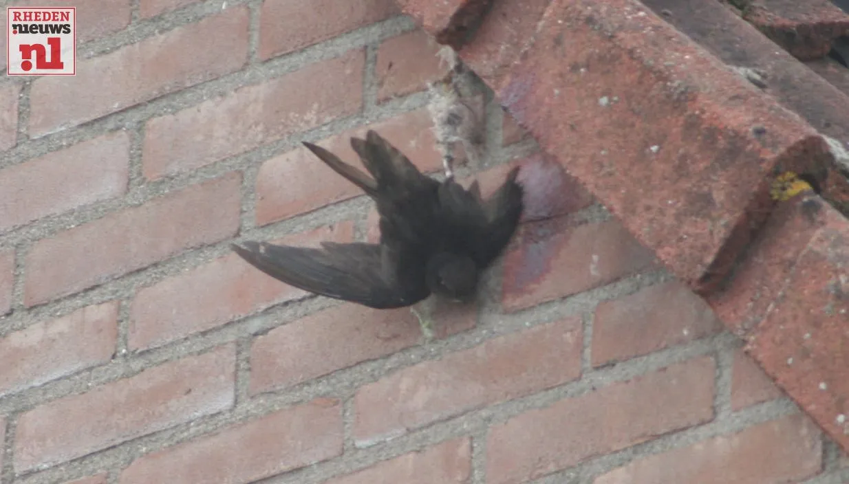 20160514 zwaluw vast in de merwedestraat 004