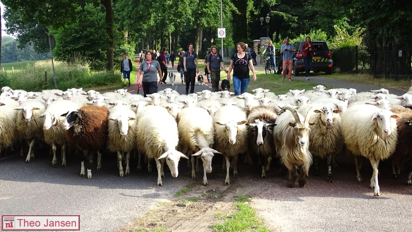 2018 06 16 schaapscheerdersfeest rheden 2018 2