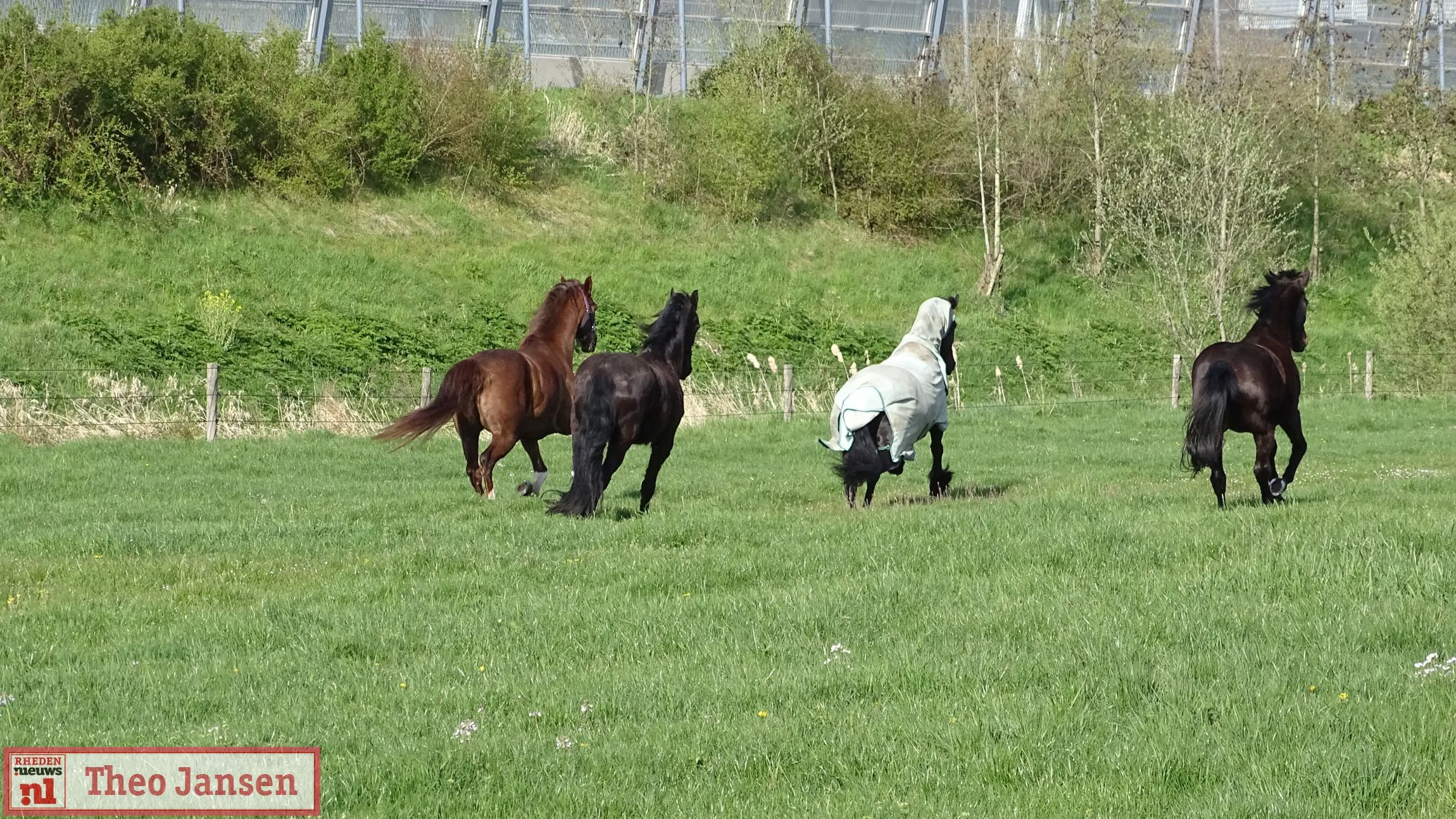 2021 04 24 weteringstraat velp geerfdepark inscharen paarden pinken in de weide 1