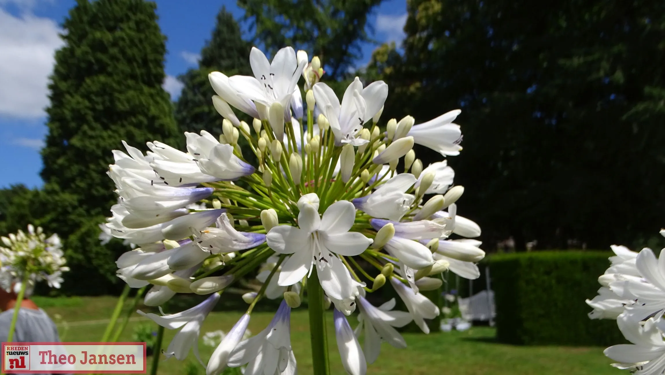 2022 07 16 rozendaal agapanthus planten markt 1