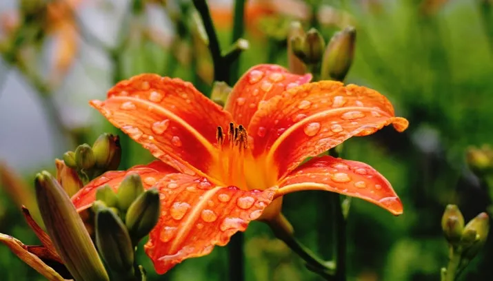 bloomed flower fotercom