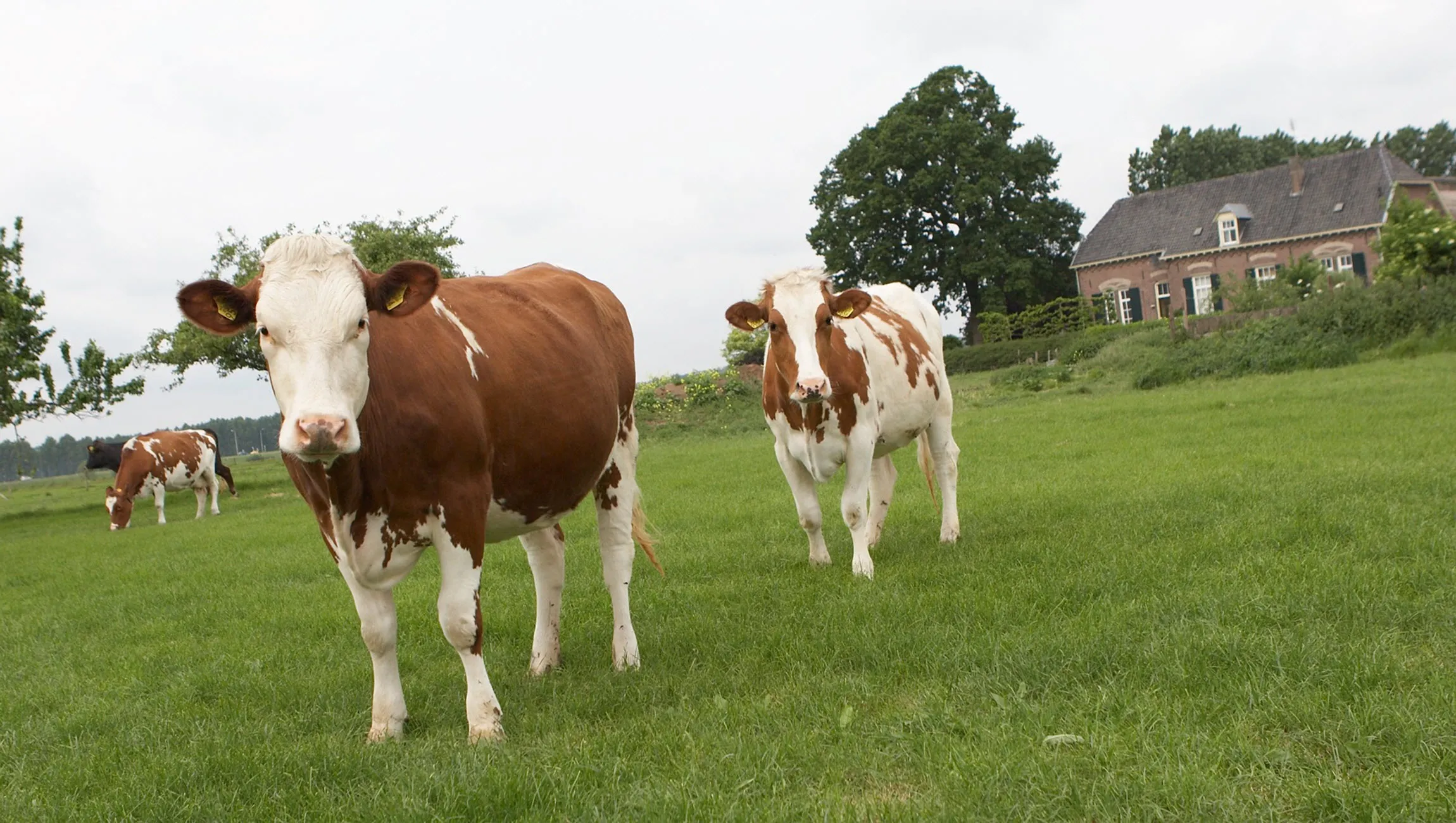 boerenbedrijven gemeente rheden
