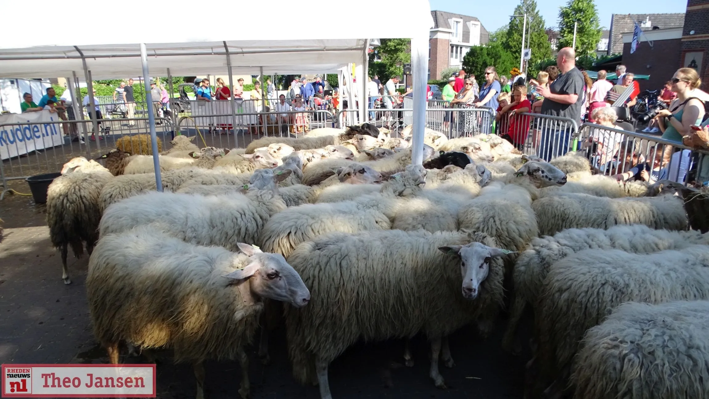 bonte schaap festival 2023 7