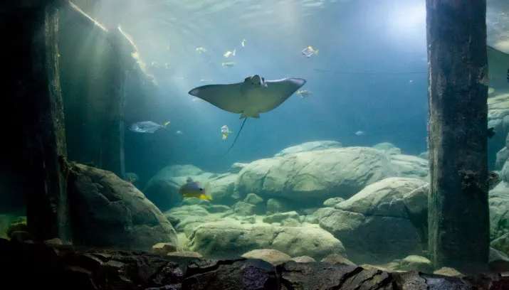 burgers zoo ocean