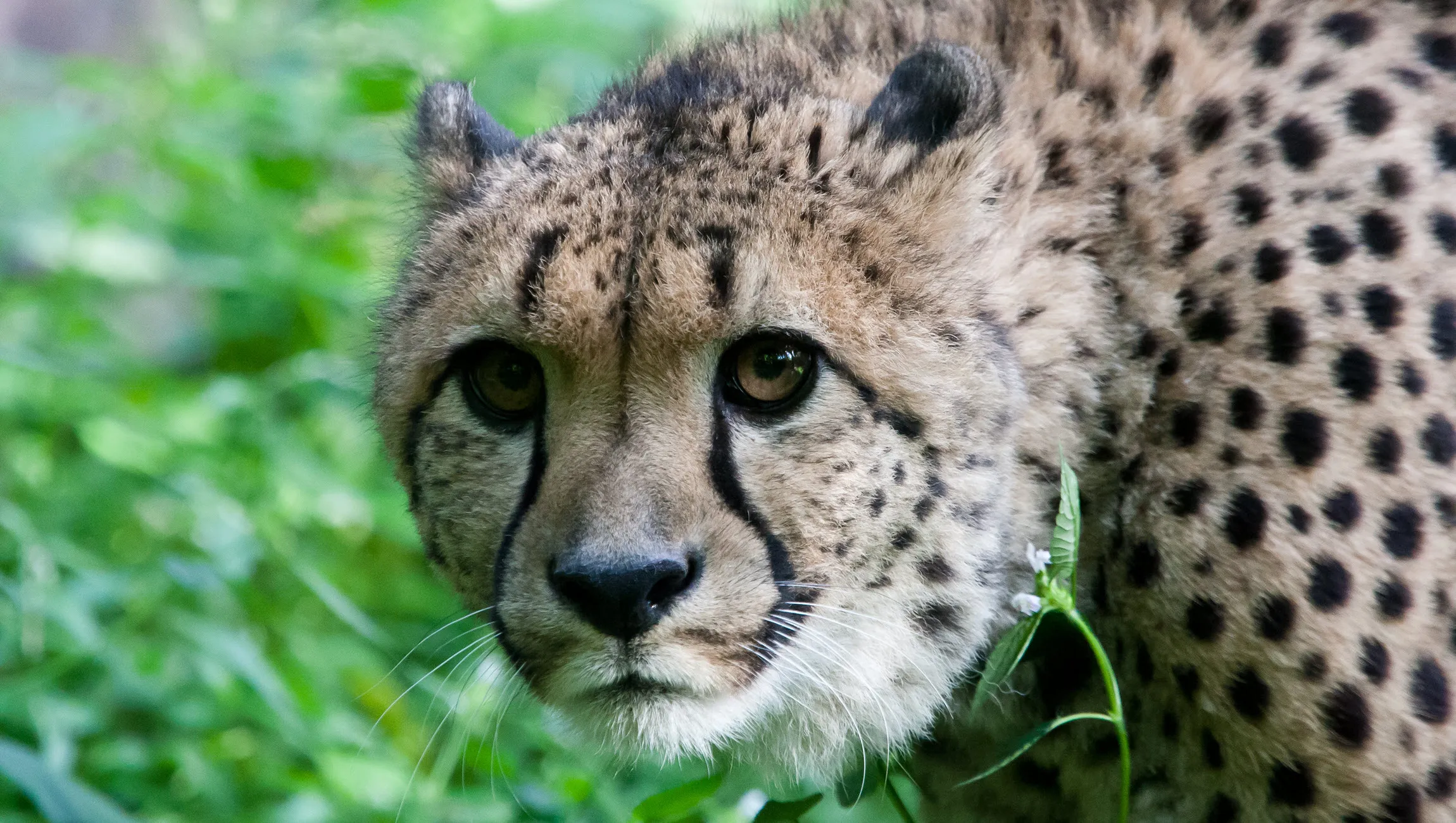 cheeta theo kruse koninklijke burgers zoo