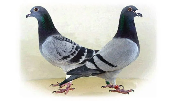 duiven