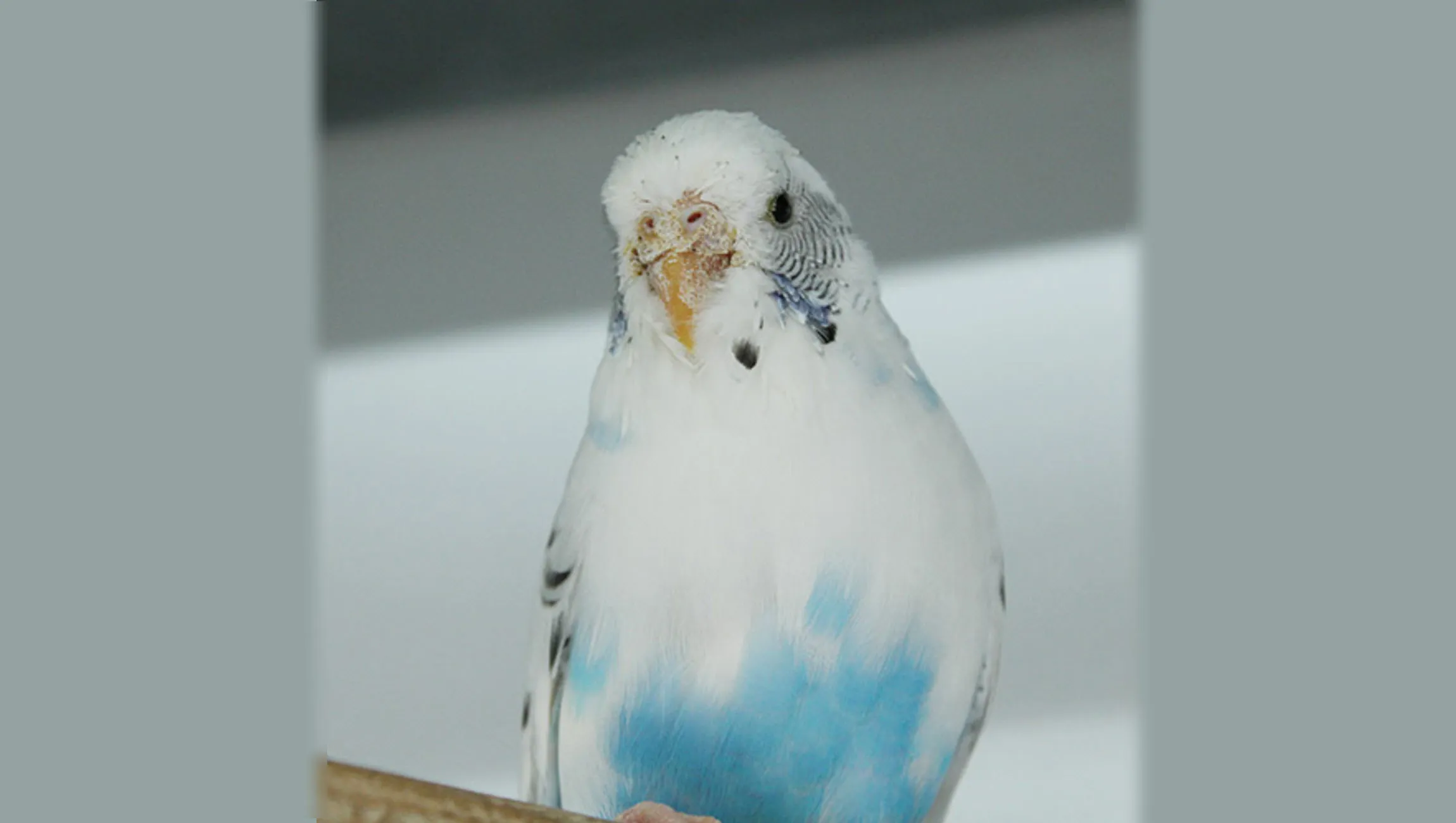 flit dierentehuis arnhem en omstreken