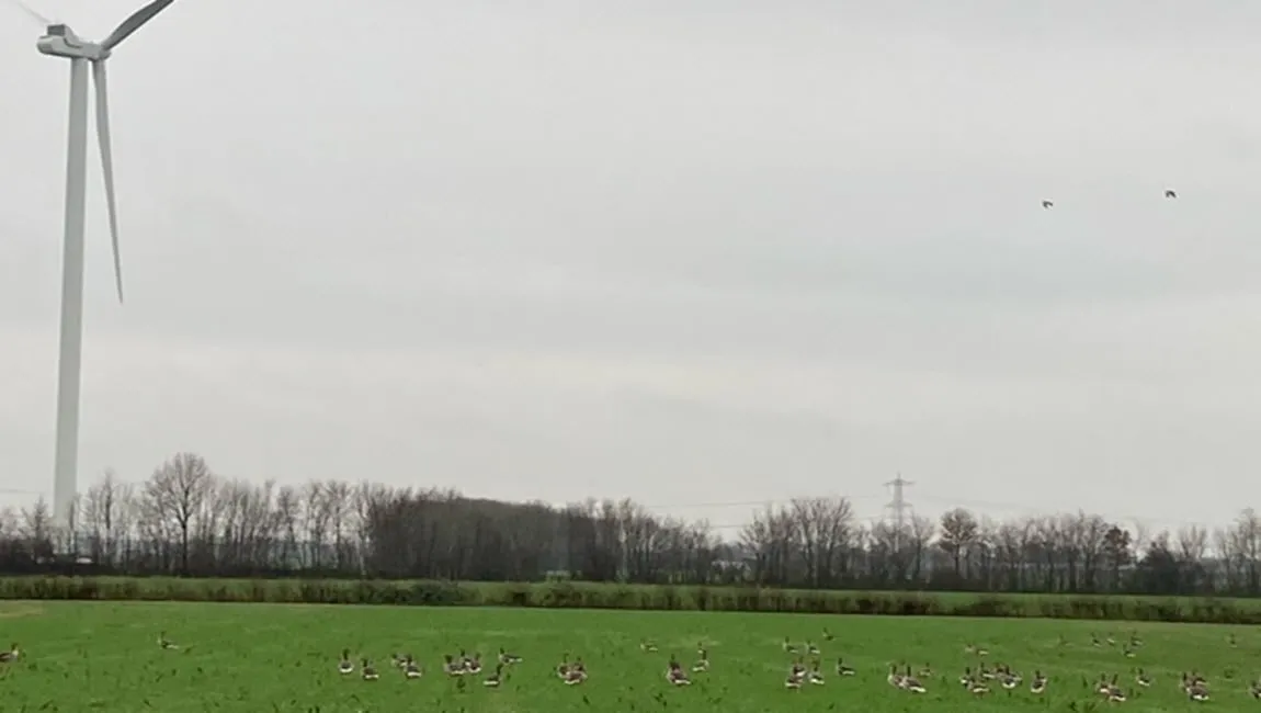 ganzen tgn de molen