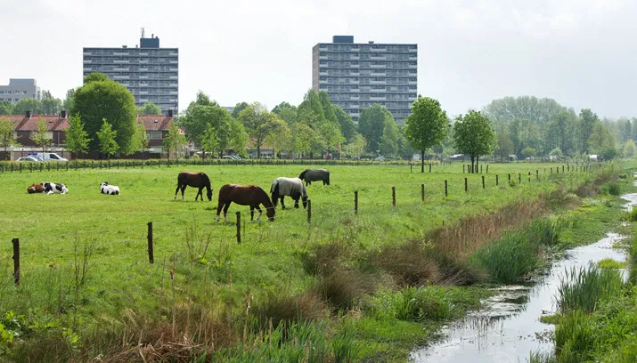 geerfdenweide
