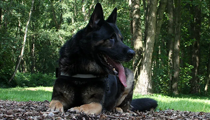 gino 25364 2