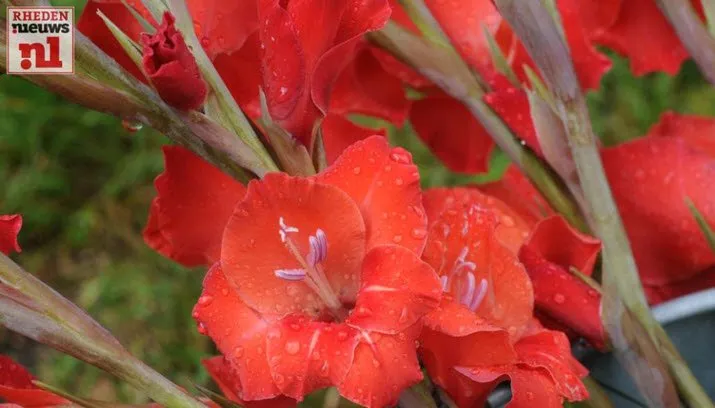 gladiolenfestival